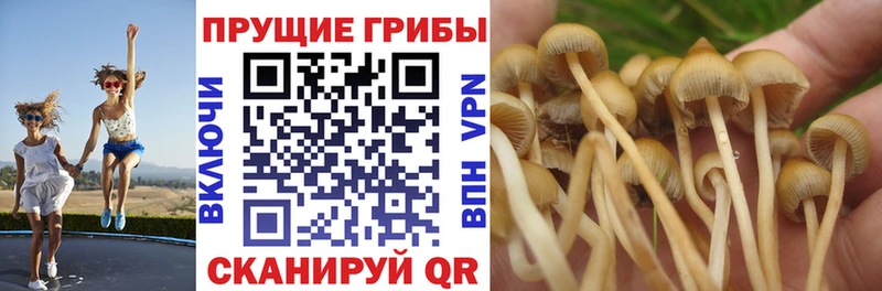 хочу   Новоалтайск  Галлюциногенные грибы Cubensis 